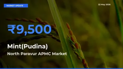 Farmers Prefer North Paravur APMC as Mint(Pudina) Hits Highest Rate