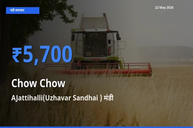 आज चाउ चाउ के सबसे ज़्यादा दाम AJattihalli(Uzhavar Sandhai ) मंडी में दर्ज