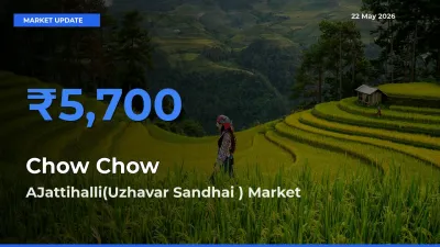 AJattihalli(Uzhavar Sandhai ) Emerges as Top Mandi for Chow Chow Prices Today