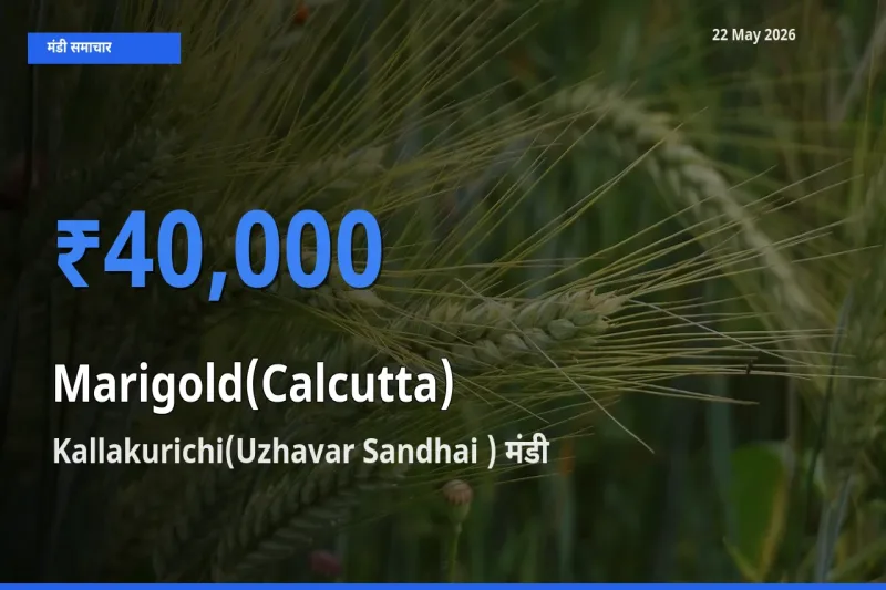 किसानों की पसंद बना Kallakurichi(Uzhavar Sandhai ), गेंदा (कलकत्ता) के सबसे अच्छे दाम
