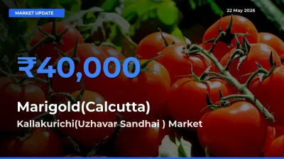 Kallakurichi(Uzhavar Sandhai ) Tops Marigold(Calcutta) Mandi Rates Today