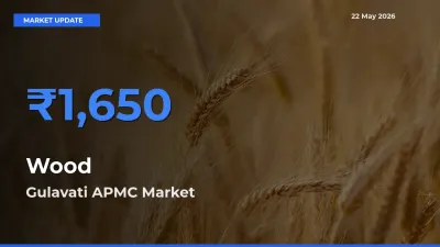 Gulavati APMC Tops Wood Mandi Rates Today