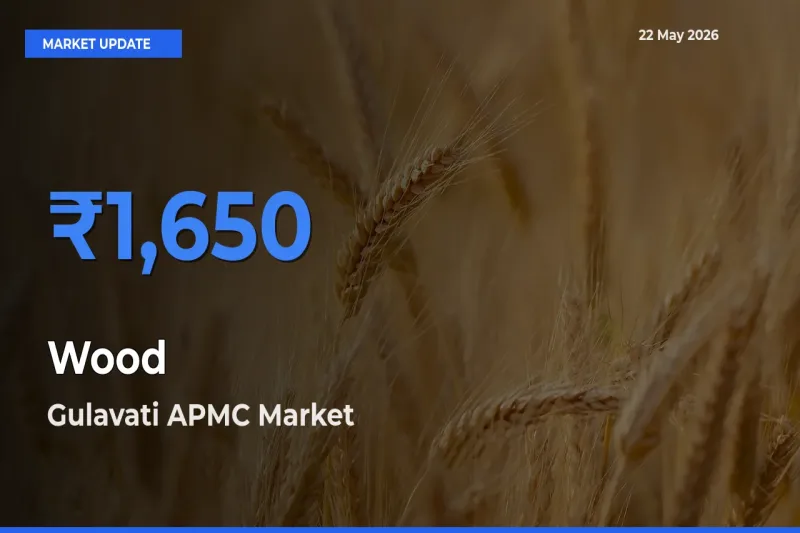 Gulavati APMC Tops Wood Mandi Rates Today