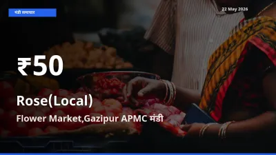 आज का मंडी भाव: Flower Market,Gazipur APMC में गुलाब(स्थानीय) 30 दिन के सबसे कम स्तर पर