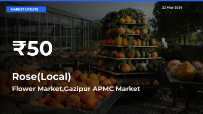 Rose(Local) Falls to ₹50 in Flower Market,Gazipur APMC – 30-Day Lowest Rate
