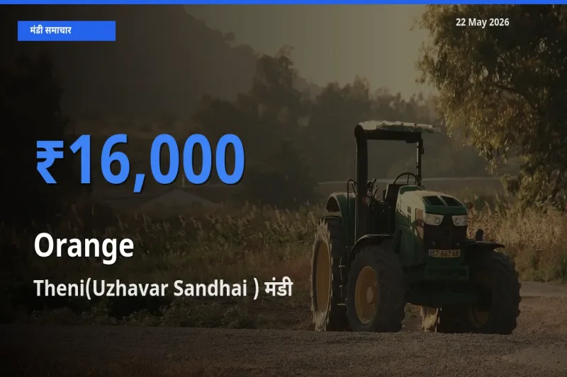 आज का मंडी भाव: संतरा के सबसे ज़्यादा दाम Theni(Uzhavar Sandhai ) में