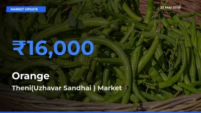 Top Performer! Theni(Uzhavar Sandhai ) Offers Best Orange Price Today