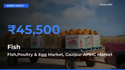 Fish,Poultry & Egg Market, Gazipur APMC Tops Fish Mandi Rates Today