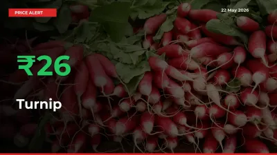 Sharp Jump! Turnip Prices Climb 26.45% in 24 Hours at Key Mandis