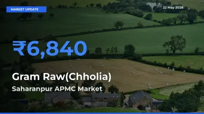 Gram Raw(Chholia) Mandi Rate Today: Saharanpur APMC Tops the List