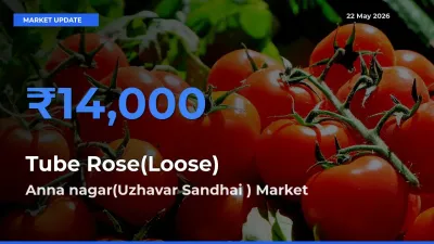 Anna nagar(Uzhavar Sandhai ) Emerges as Top Mandi for Tube Rose(Loose) Prices Today