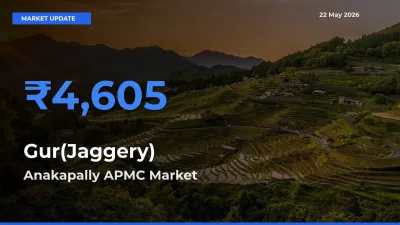 Anakapally APMC Offers ₹4,605 – Highest Gur(Jaggery) Rate Today