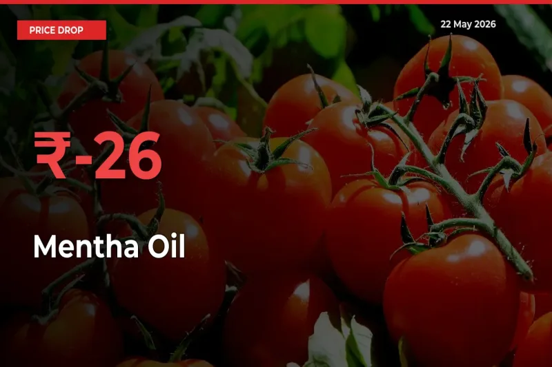 Sudden Shock! Mentha Oil Drops 26.15% in 24 Hours at Top Mandis