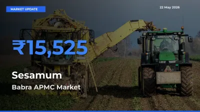 Babra APMC Tops Sesamum Rates – May 22 Market Update