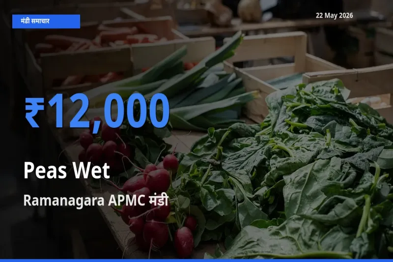 Ramanagara APMC मंडी में हरी मटर ₹12,000 पर पहुँचा – आज का सर्वोच्च भाव