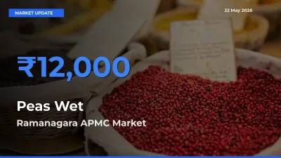 Ramanagara APMC Offers ₹12,000 – Highest Peas Wet Rate Today