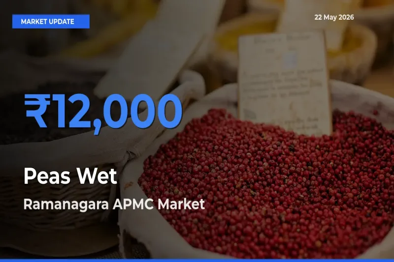 Ramanagara APMC Offers ₹12,000 – Highest Peas Wet Rate Today