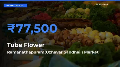 Market Watch: Ramanathapuram(Uzhavar Sandhai ) Becomes Top Mandi for Tube Flower