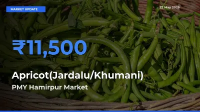 PMY Hamirpur Tops Apricot(Jardalu/Khumani) Rates – May 22 Market Update
