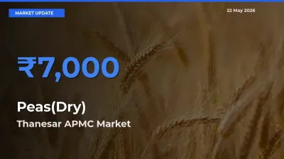 Thanesar APMC Tops Peas(Dry) Rates – May 22 Market Update
