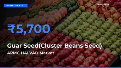 Guar Seed(Cluster Beans Seed) Mandi Rate Today: APMC HALVAD Tops the List