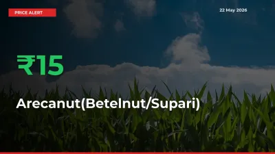 Farmers Cheer as Arecanut(Betelnut/Supari) Prices Surge 15.27% in Local Mandis