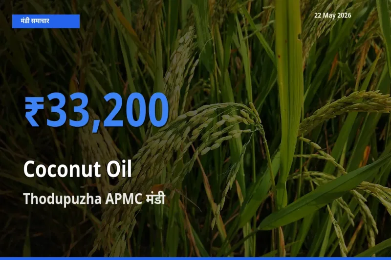 Thodupuzha APMC मंडी में नारियल का तेल ₹33,200 पर पहुँचा – आज का सर्वोच्च भाव