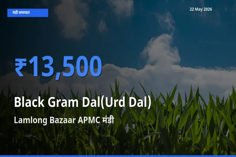 किसानों की पसंद बना Lamlong Bazaar APMC, उड़द दाल के सबसे अच्छे दाम
