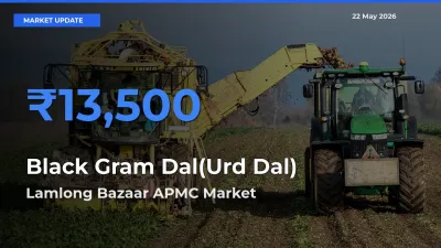 Market Watch: Lamlong Bazaar APMC Becomes Top Mandi for Black Gram Dal(Urd Dal)