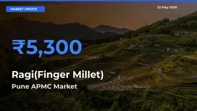 Market Watch: Pune APMC Becomes Top Mandi for Ragi(Finger Millet)