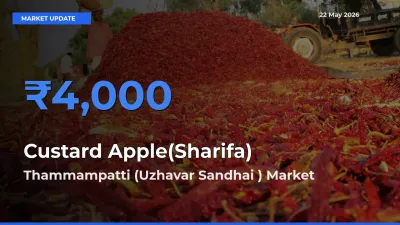 Top Performer! Thammampatti (Uzhavar Sandhai ) Offers Best Custard Apple(Sharifa) Price Today