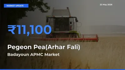 Badayoun APMC Tops Pegeon Pea(Arhar Fali) Mandi Rates Today