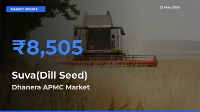 Dhanera APMC Records Highest ₹8,505 Rate for Suva(Dill Seed)