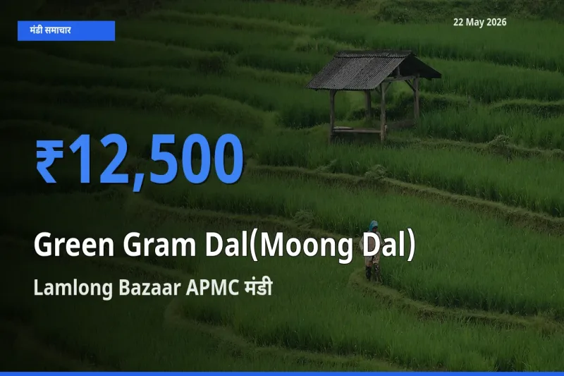 Lamlong Bazaar APMC मंडी में आज मूंग दाल के सबसे ऊँचे दाम दर्ज