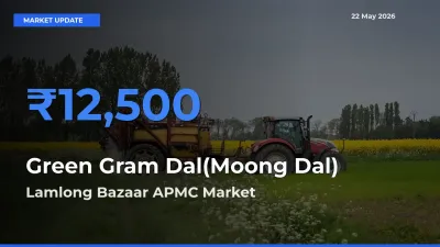 Farmers Prefer Lamlong Bazaar APMC as Green Gram Dal(Moong Dal) Hits Highest Rate