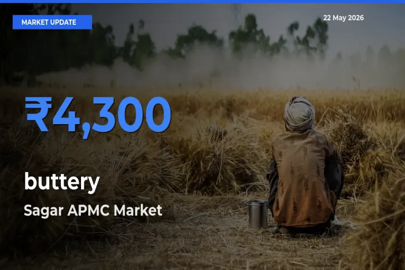 Sagar APMC Tops buttery Mandi Rates Today