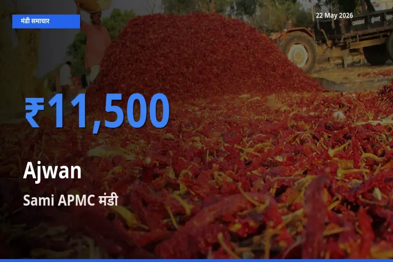 बाज़ार संकेत: Sami APMC बना अजवाइन के लिए आज की टॉप मंडी