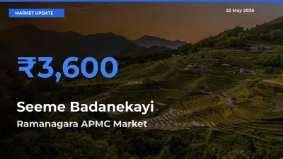 Market Watch: Ramanagara APMC Becomes Top Mandi for Seeme Badanekayi