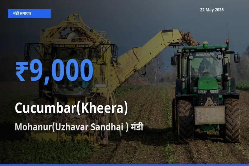 Mohanur(Uzhavar Sandhai ) मंडी में खीरा ₹9,000 पर पहुँचा – आज का सर्वोच्च भाव