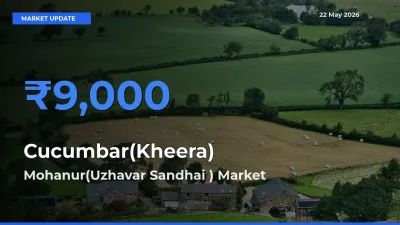 Mohanur(Uzhavar Sandhai ) Tops Cucumbar(Kheera) Rates – May 22 Market Update