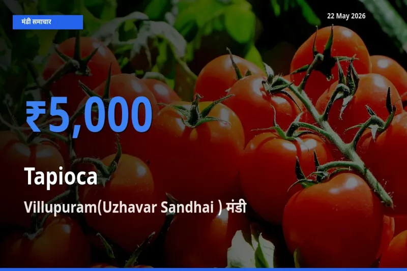 Villupuram(Uzhavar Sandhai ) मंडी में आज साबूदाना के सबसे ऊँचे दाम दर्ज
