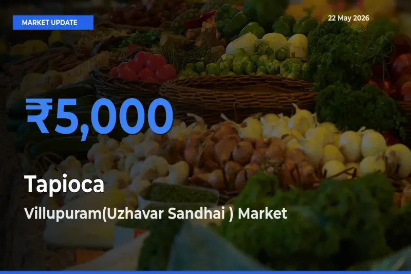 Villupuram(Uzhavar Sandhai ) Leads as Top Mandi for Tapioca Prices