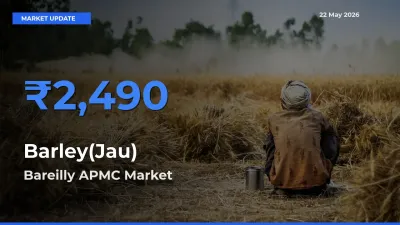 Barley(Jau) Mandi Rate Today: Bareilly APMC Tops the List