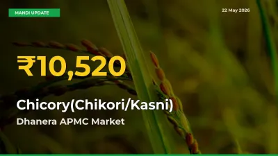 Chicory(Chikori/Kasni) Hits Fresh High in Dhanera APMC Today