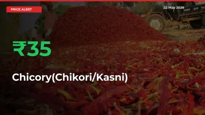 Chicory(Chikori/Kasni) Prices Rise 35.23% in a Day at Major Mandis
