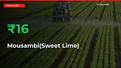 Sharp Jump! Mousambi(Sweet Lime) Prices Climb 15.69% in 24 Hours at Key Mandis