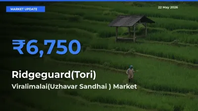 Viralimalai(Uzhavar Sandhai ) Tops Ridgeguard(Tori) Rates – May 22 Market Update