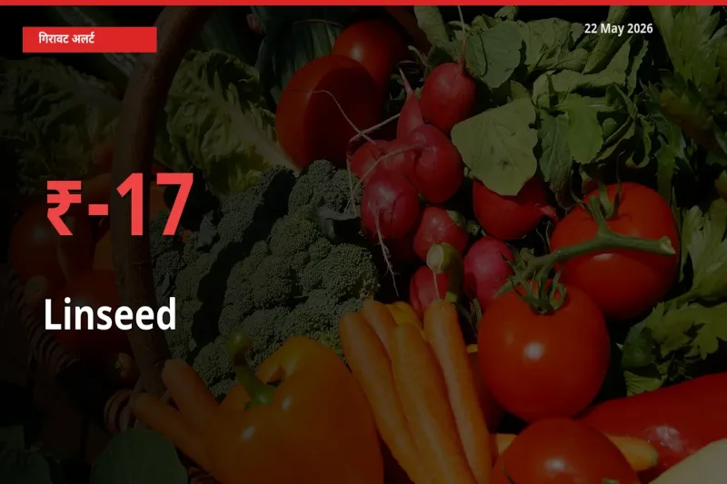 स्थानीय मंडी में अलसी के दाम अचानक 16.87% गिरे, किसानों की चिंता बढ़ी