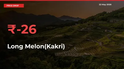 Long Melon(Kakri) Prices Drop 25.81% in 24 Hours at Major Mandis