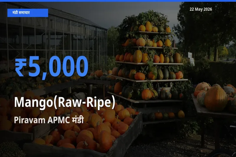 किसानों की पसंद बना Piravam APMC, आम (कच्चा-पका) के सबसे अच्छे दाम